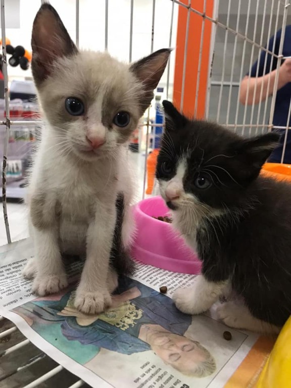 Capital participará de maior feira de adoção de animais - Foto:Arquivo/ONG Amicat's