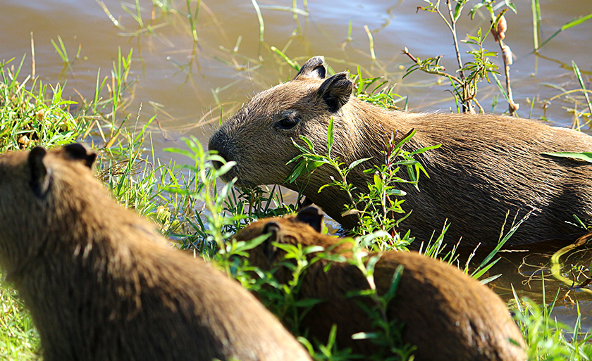 Filhotes de capivaras na Lagoa Maior, em Três Lagoas - Danielle Leduc