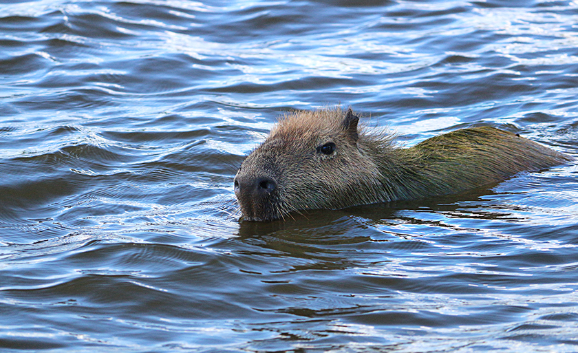 Capivara nadando na Lagoa Maior, em Três Lagoas - Danielle Leduc