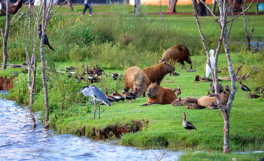 Registro feito na Lagoa Maior, em Três Lagoas - Danielle Leduc