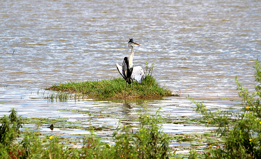 Foto registrada na Lagoa Maior, em Três Lagoas - Danielle Leduc