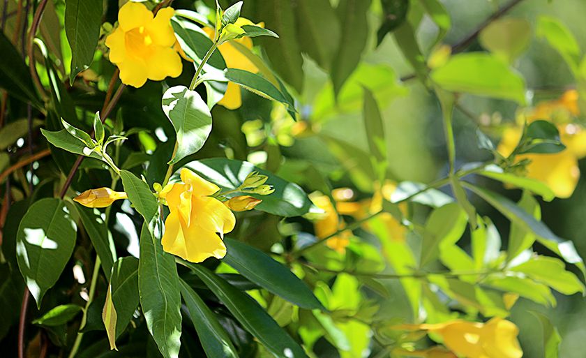 Pare e sinta o perfume das flores. - Danielle Leduc