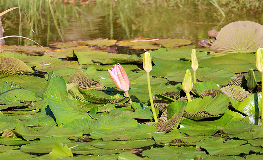 Beleza na Lagoa Maior, em Três Lagoas - Danielle Leduc