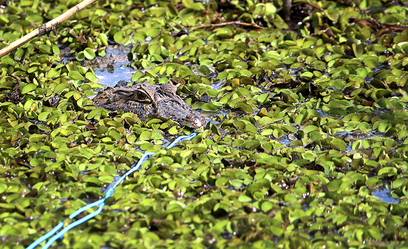 A Secretaria do Meio Ambiente estava tentando captura este jacaré na Lagoa Maior, na tarde desta quarta-feira (20). Confira reportagem completa na TVC HD – canal 13.1 - Danielle Leduc