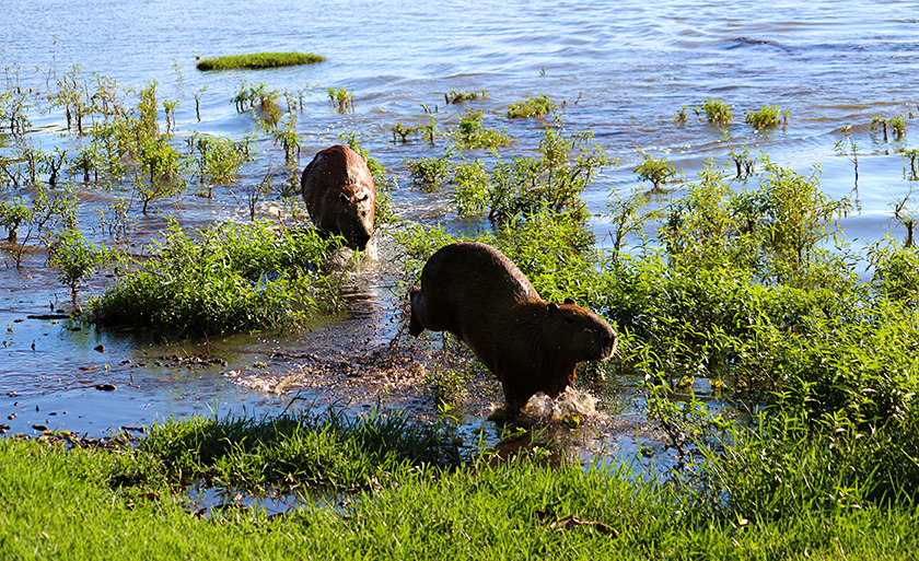 Fotografia de duas capivaras correndo na Lagoa Maior, em Três Lagoas - Danielle Leduc