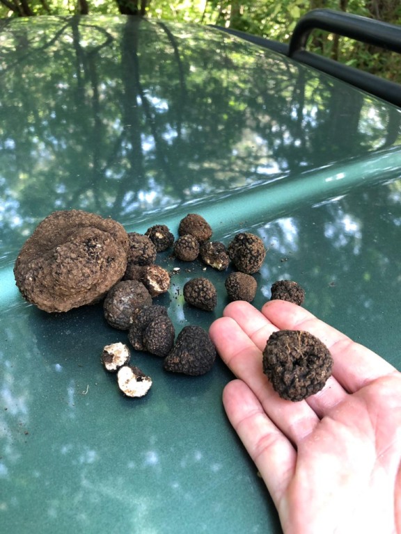 Foram encontradas trufas das variedades: Tuber Estivum e Tuber Mesentericum - Foto: Paulo Machado