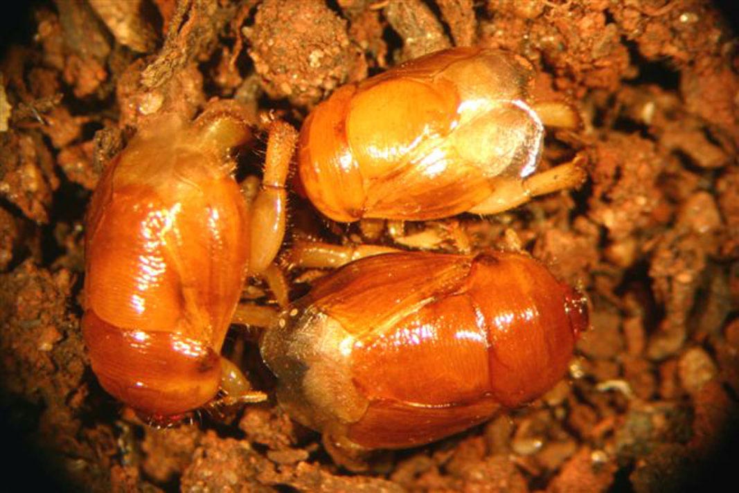 Percevejo castanho traz risco para pastagens em Mato Grosso do Sul. Praga não tem controle - Agência Embrapa