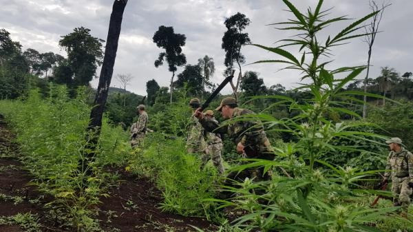 517 toneladas de maconha foram apreendidas e destruídas na Operação Nova Aliança - Foto: Senad/PY