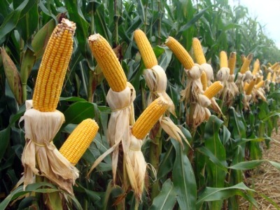 Conab prevê um aumento de 28% na produção de milho de Mato Grosso do Sul -