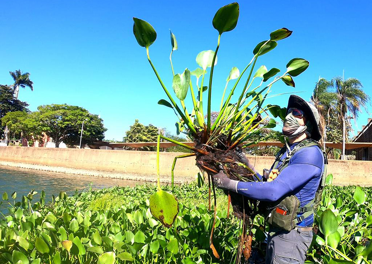 Ação é para controlar a biomassa das macrófitas, que são plantas aquáticas. - Divulgação/Assessoria