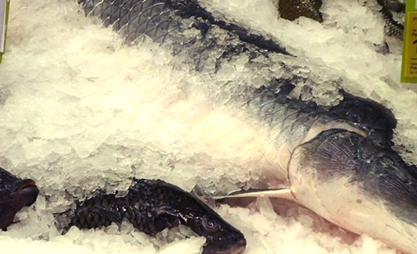 Pacu de cativeiro eviscerado foi encontrado a R$ 9,95 e R$ 25,50 - Divulgação/Procon-MS Pacu de cativeiro eviscerado foi encontrado a R$ 9,95 e R$ 25,50 - Divulgação/Procon-MS