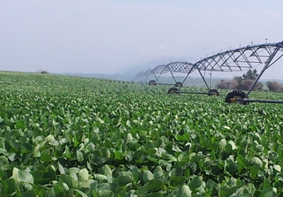 Abundância de rios  é atrativo para a produção irrigada do grão -