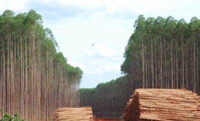 Três Lagoas e região possuía uma área de 347 mil hectares, sendo 100 mil deles destinado à preservação -