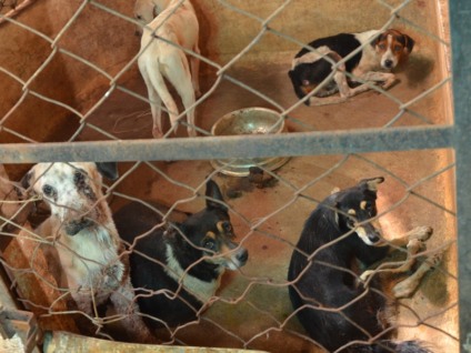 Animais deixarão o CCZ com atestado negativo para leishmaniose - Claudio Pereira