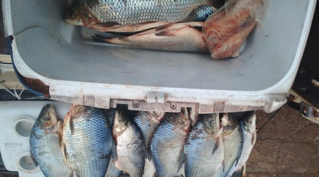 Pescado será doado para instituições filantrópicas depois de periciado - Divulgação/PMA Pescado será doado para instituições filantrópicas depois de periciado - Divulgação/PMA