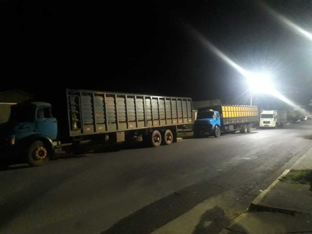 O gado foi furtado de uma fazenda em Corumbá e aprrendido pela PMA na BR-262 - Divulgação PMA