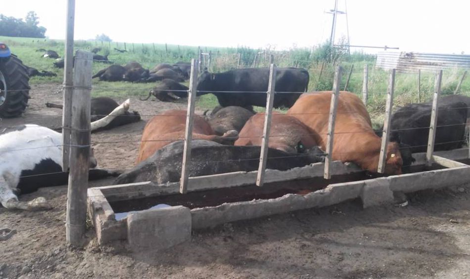 Animais mortos em confinamento na Argentina devido forte calor. Cerca de 500 cabeças numa propriedade - Senasa