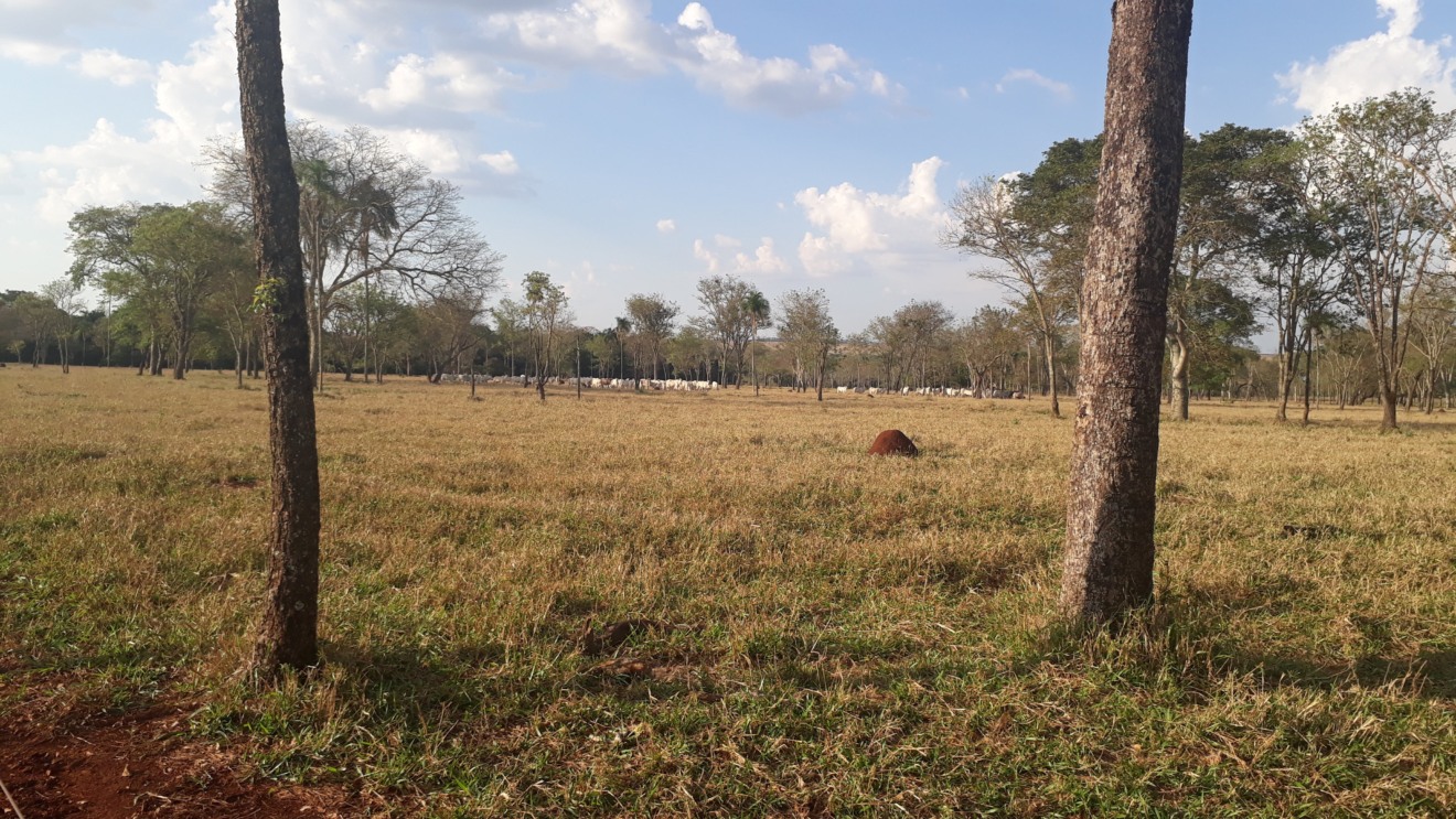 Áreas preservadas nas fazendas e áreas protegidas somam 403 milhões de hectares - Éder Campos