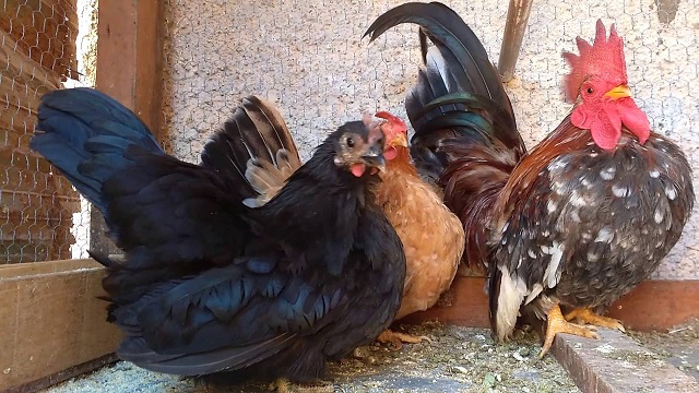 Menores que galinhas domésticas comuns, aves e ovos proudizidos tem bom valor comercial