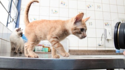 Animais precisam ter mais de seis meses e acima de dois quilos - Divulgação/PMCG
