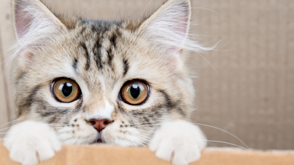 Mitos e verdades sobre os gatos