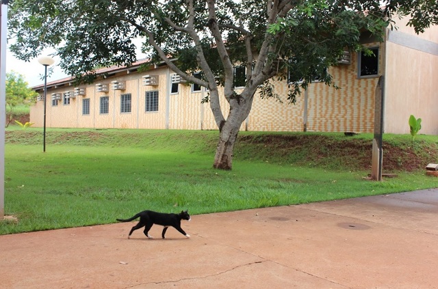 Novela azarada sobre curso de medicina veterinaria em Paranaíba parece não ter fim - Reprodução/Internet