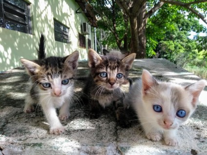 Gatinhos precisam ter mais de seis meses e pesar acima de 2 kg para estarem aptos para cirurgia - Facebook
