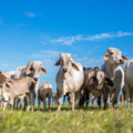 Sistema incluirá a integração com o Cadastro Ambiental Rural de Mato Grosso do Sul 