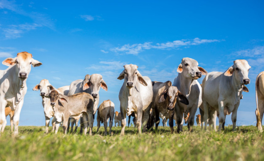 Sistema incluirá a integração com o Cadastro Ambiental Rural de Mato Grosso do Sul 