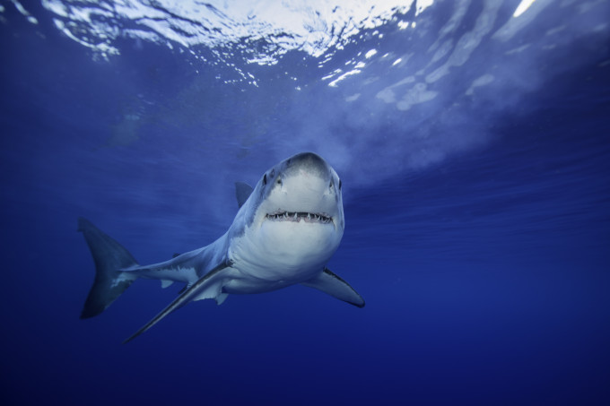 DNA de tubarões-brancos pode apontar o caminho para a cura do câncer DNA de tubarões-brancos pode apontar o caminho para a cura do câncer