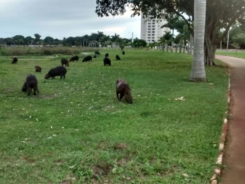 Estima-se que 50 capivaras vivem próximas a Lagoa Maior, em Três Lagoas - Arquivo JP