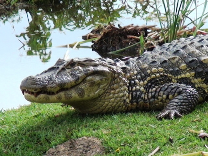 Jacarés são atrativos da Lagoa Maior de Três Lagoas - Arquivo/JPNEWS