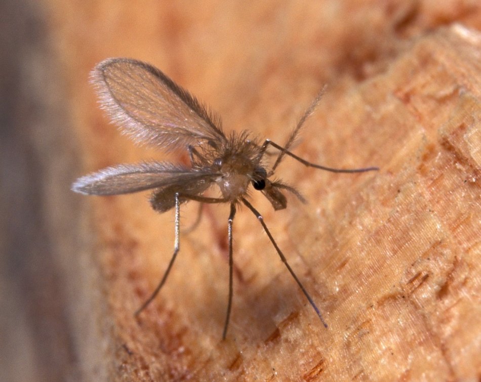 Foram instaladas armadilhas para o flebótomo, mosquito transmissor da doença, nos arredores onde as vítimas moravam - Divulgação /assessoria