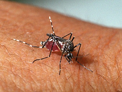O mosquito Aedes aegypti é o vetor dos vírus da dengue, da febre chikungunya e da Zika - Divulgação/FioCruz