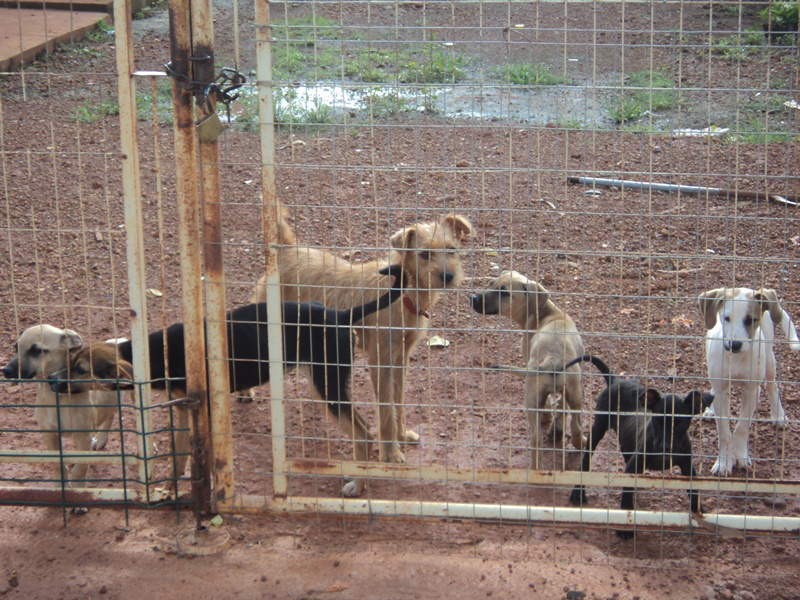 Canil Municipal não é depósito de cães e gatos ou a solução do problema - Divulgação