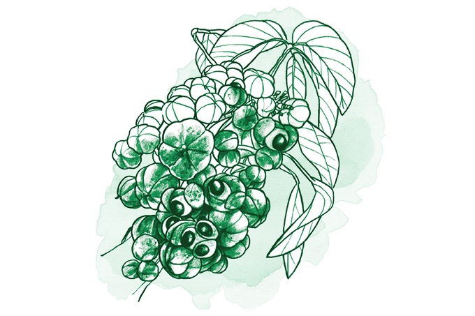 Guaraná e unha-de-gato: plantas medicinais que aliviam sintomas do câncer Guaraná e unha-de-gato: plantas medicinais que aliviam sintomas do câncer