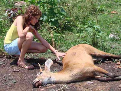 Animais o cervo do pantanal correm risco de morrer atropelados -