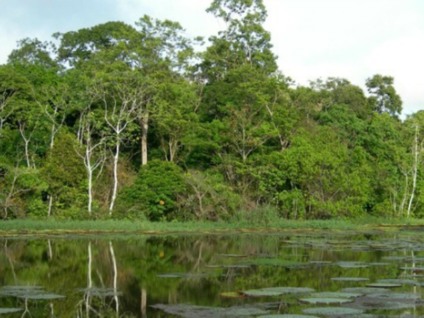 A Floresta Amazônica é o maior bioma brasileiro e tem a maior biodiversidade de florestas tropicais no mundo - Divulgação