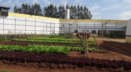 Hortaliças cultivadas no local também são doadas a instituições assistenciais da cidade - Divulgação/Agepen
