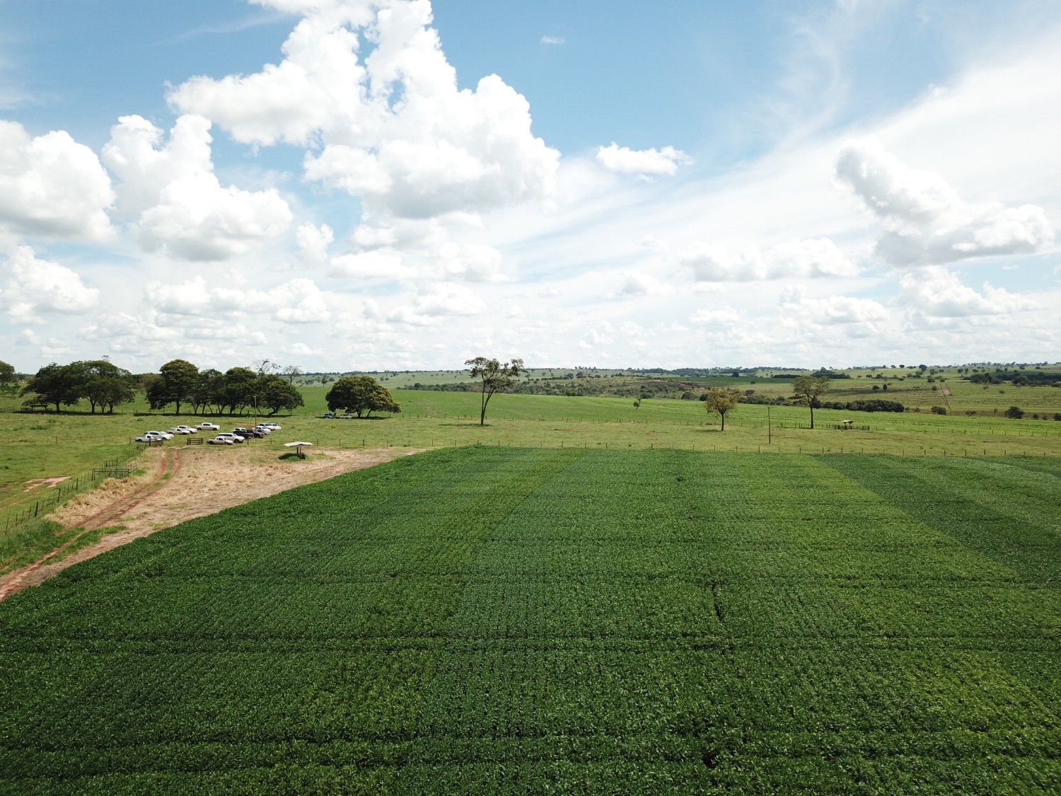 O plantio foi realizado na Fazenda Mascote de propriedade de Milton Macedo de Jesus - Divulgação/Sindicato Rural