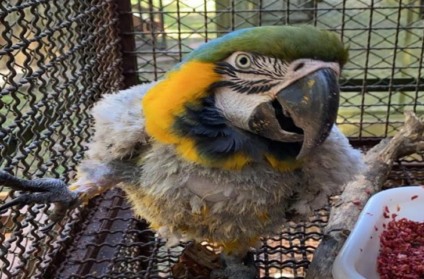 Sobrevivente , arara canindé já está em reabilitação no Cras em Campo Grande - Divulgação