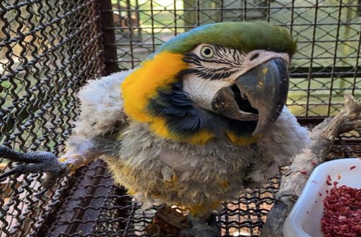 Sobrevivente , arara canindé já está em reabilitação no Cras em Campo Grande - Divulgação