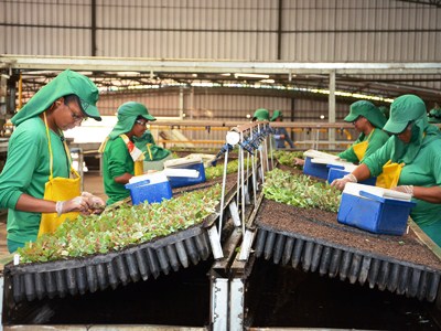 Agropecuária foi líder na geração de emprego e tirou município do vermelho -