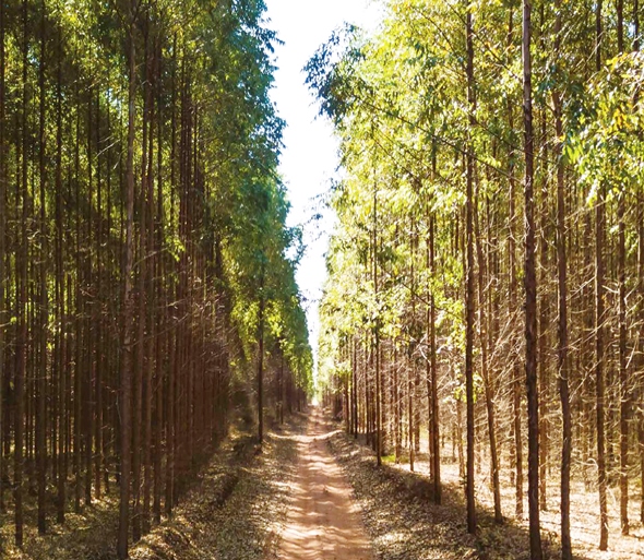 Três Lagoas concentra 263.690 hectares de eucaliptos plantados - Divulgação