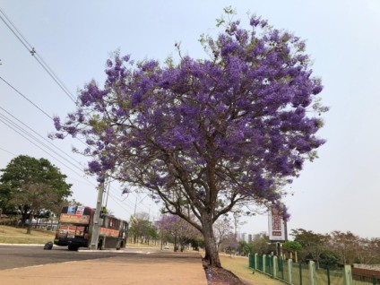 Engenheiro ambiental destacou que Campo Grande ainda tem que evoluir em relação a qualidade da arborização - Foto: Isabelly Melo/CBN