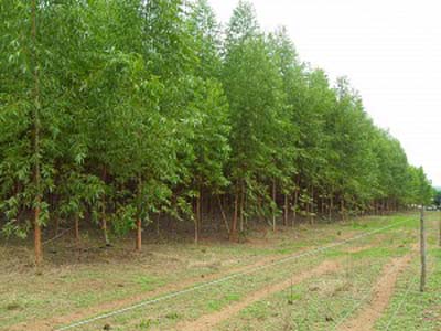 Floresta plantada onde será realizada uma das visitas técnicas - Floresta plantada onde será realizada uma das visitas técnicas -