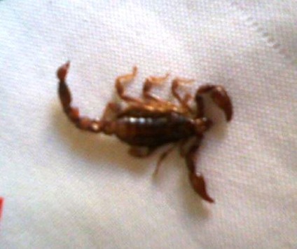 Escorpião encontrado embaixo do tapete em uma residência no Ipacaraí - Arquivo pessoal Escorpião encontrado embaixo do tapete em uma residência no Ipacaraí - Arquivo pessoal