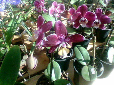 Haverá orquídeas de várias espécies e cores -