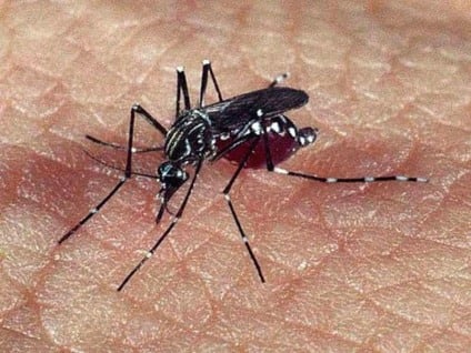 Aedes Aegypti é transmissor de doenças como Dengue, Zika e Chikungunya -  Arquivo/Agência Brasil