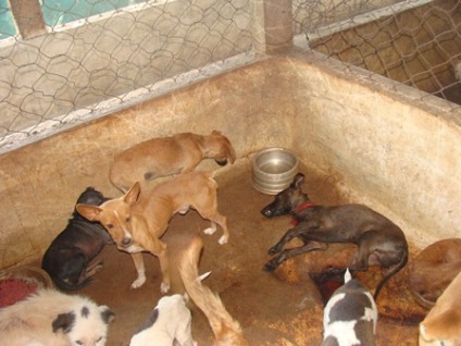 Em média, 300 cães vão para eutanásia - Em média, 300 cães vão para eutanásia -